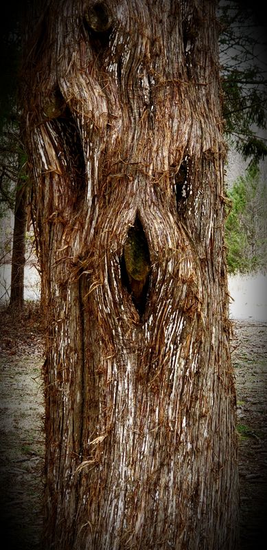 This cedar has decided to keep an eye on the nearby benches 