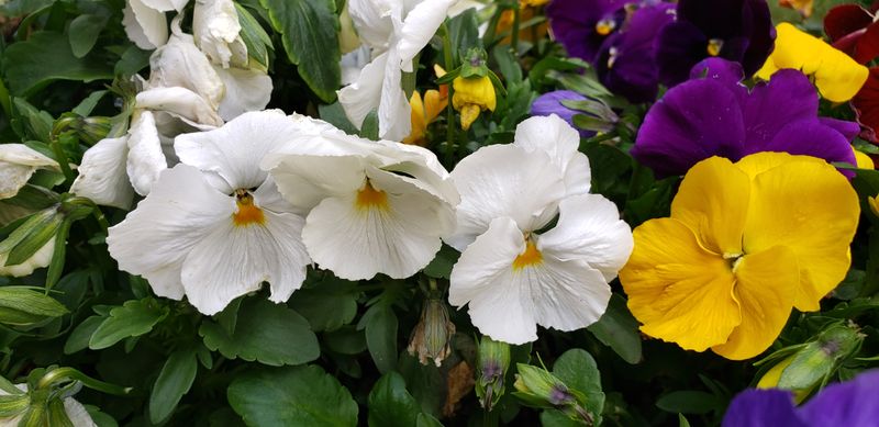 Easter plantings Three Sisters and a Friend