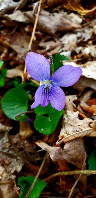 Violet - never ending spring beauty