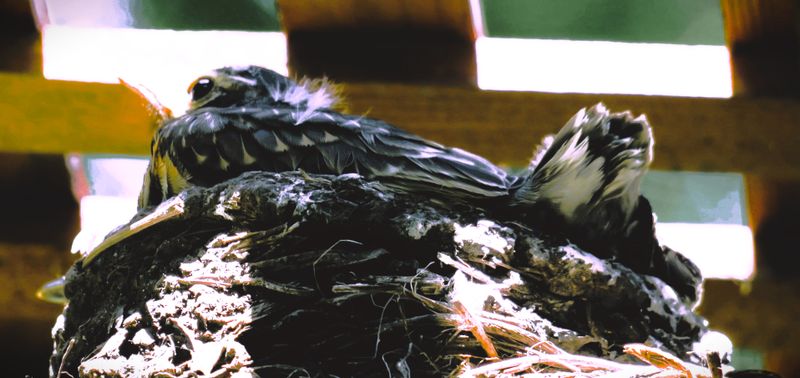 Robin hatchling 4 weeks old.