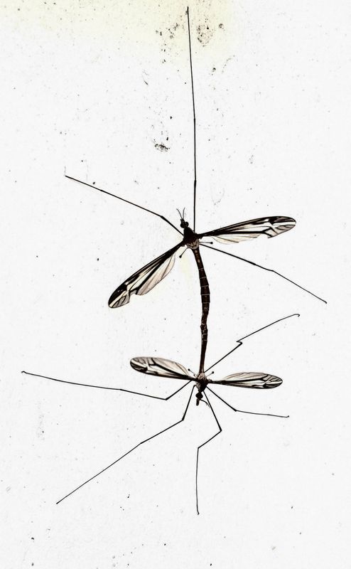 Honeymooners - Tipula furca