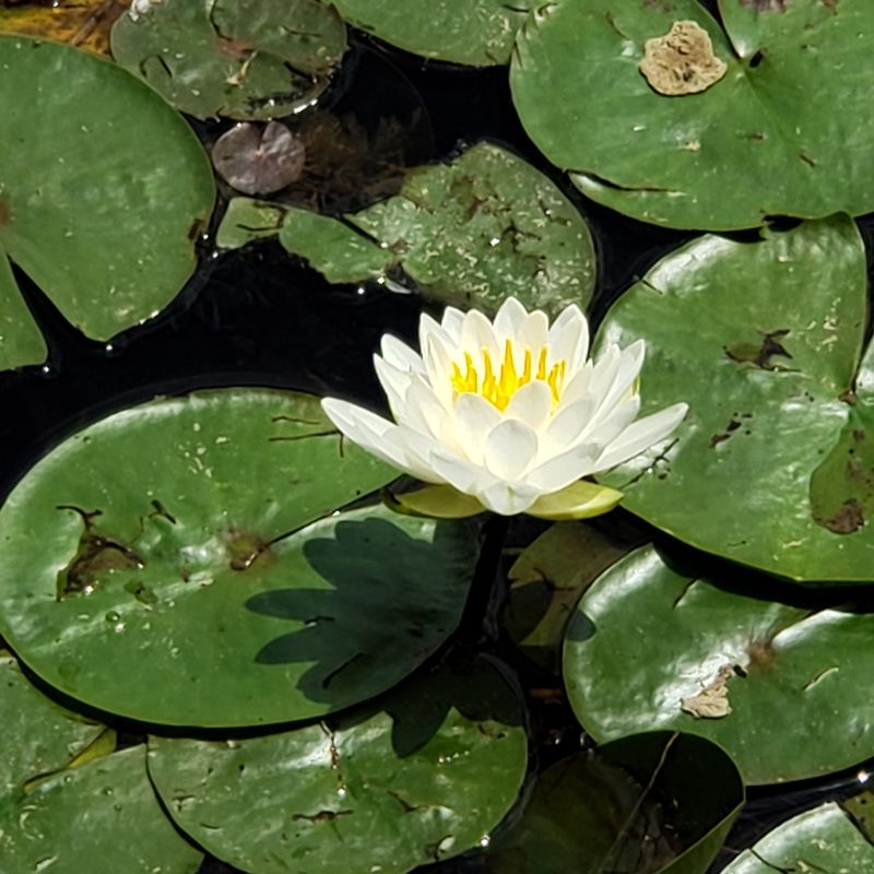 Hot Hazy Humid - Summer in New Jersey - Nymphaea odorata