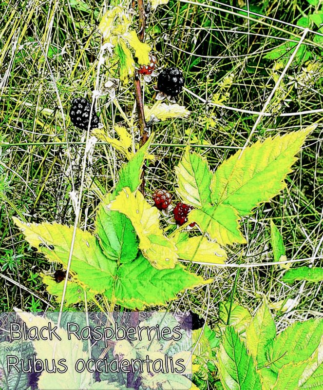 Black Raspberries growing at the edge of the woods