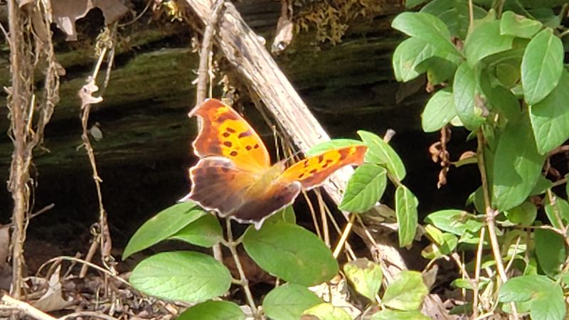 Question Mark - Polygonia interrogationis