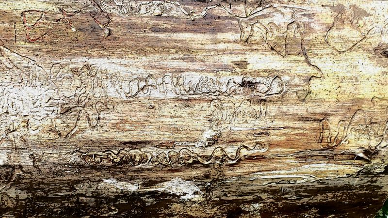 Tracks of the Emerald Ashborer