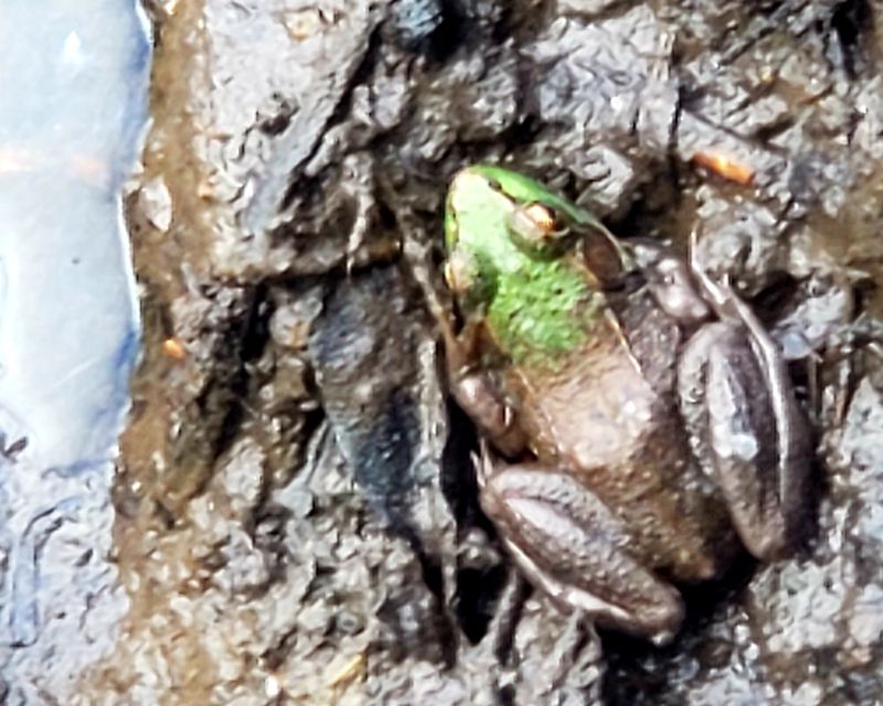 American green frog
