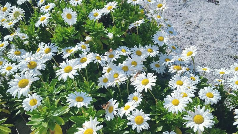 Shasta daisies and painted ladies butterflies