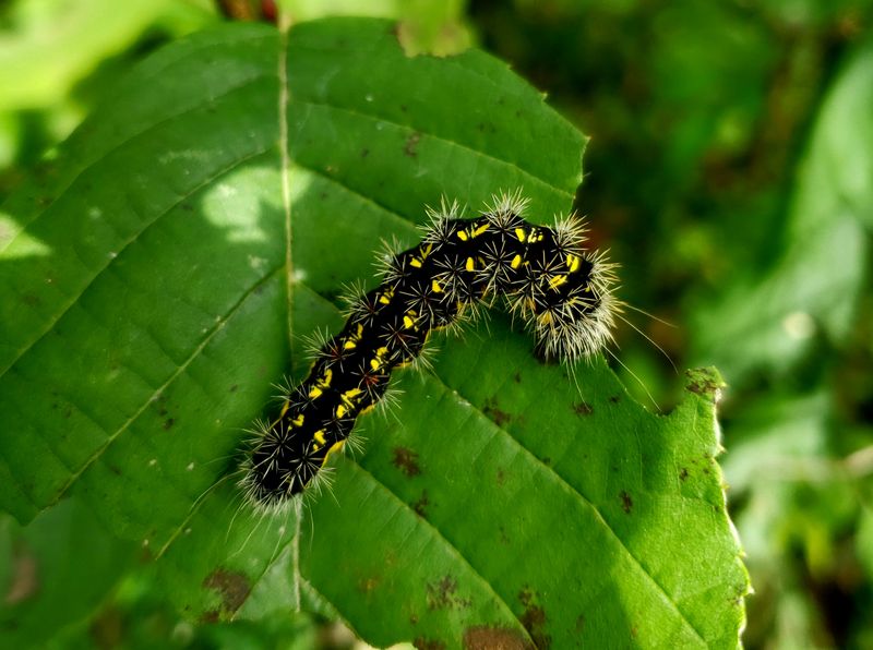 Acronicta oblinita, the smeared dagger moth