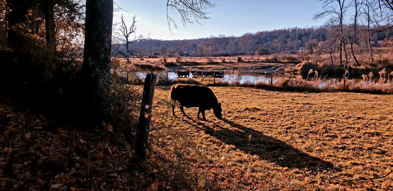 Herd of cows wading through river to get to greener pasture