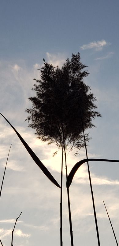 Common reed in fall mode