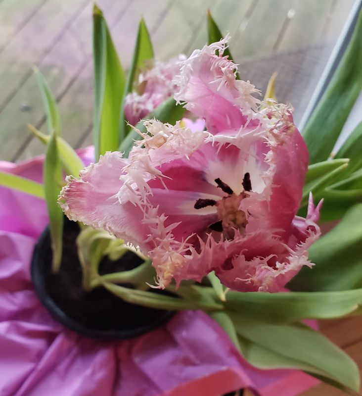 A present from a friend