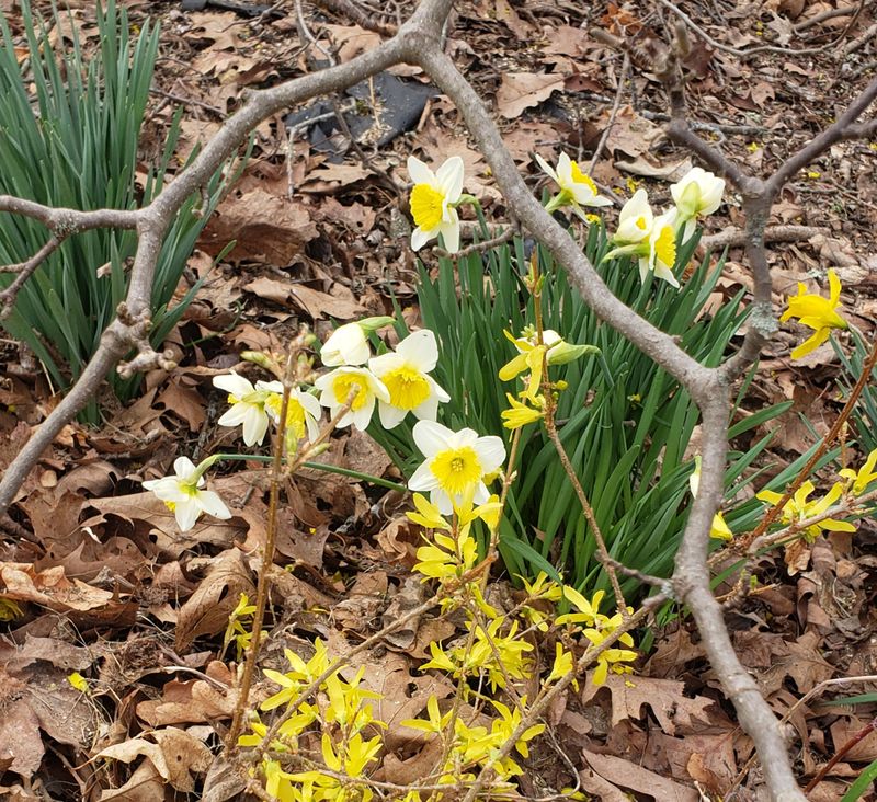 Daffies in our yard