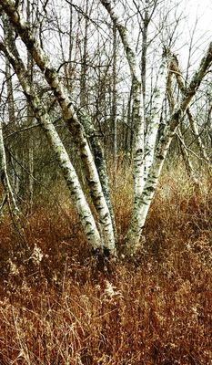 Birches in December