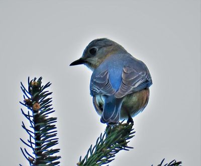 A long shot of this pretty bluebird high up in a tree