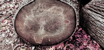 A rather interesting cut log