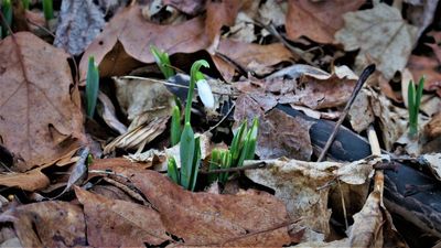 First snowdrops appearing way too early.
