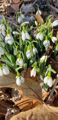 Snowdrops bloominng since Mid-January 2023