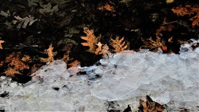Icy shards and sunken leaves