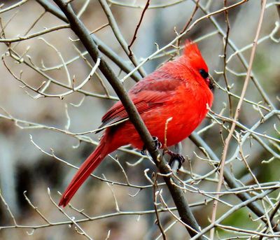 A steady winter guest in our neighborhood