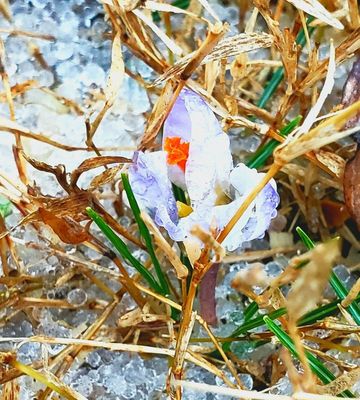 Crocus  blossom covered by hail