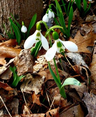 2023 - Snowdrops-a-smiling