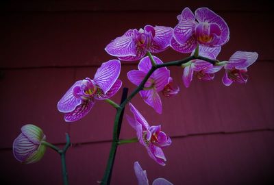 Orchids blooming in winter 2023
