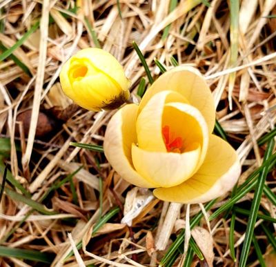 Tiny wild crocus making a big splash