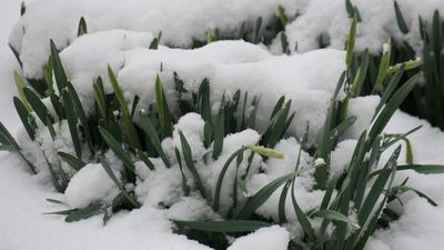 Emerging dafffodils under a surprise snow blanket