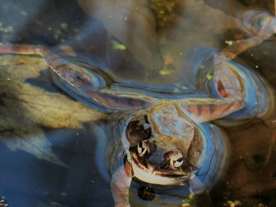 Spring peepers in action - pseudacris crucifer