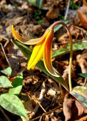 Yellow Trout Lily - Erythronium americanum