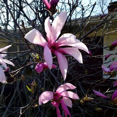 Our magnolia starting to bloom