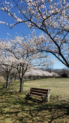 We have cherry trees blooming in New Jersey too.