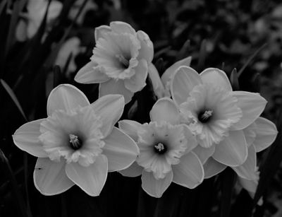 Daffodils - narcissus