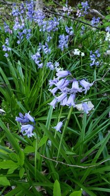 English Bluebells - Hyacinthoides non-scripta11 .