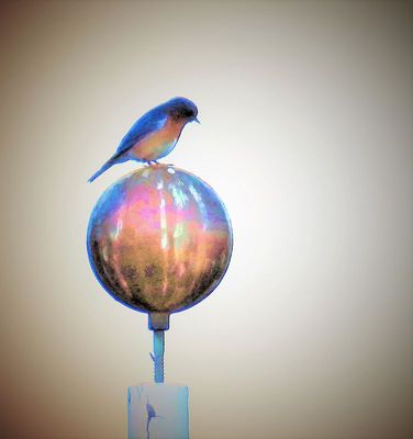 A far away bluebird on a flagpole - sialia sialis