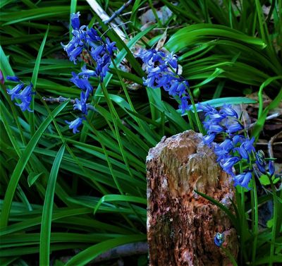 Wild Bluebells - hyacinthoides non scripta