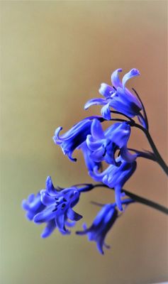 Wild Hyacinths