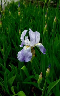 Irises are blooming again