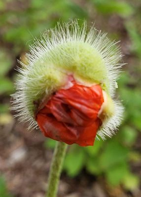 Poppies are breaking open too - papavera oriantalis