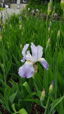 Irises starting to show