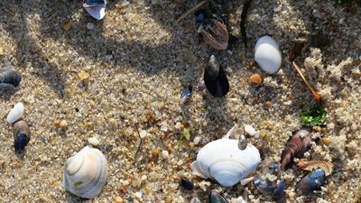 A new season for treasure hunting at the beach.