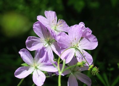 Wild Geranium  - Geranium maculatum