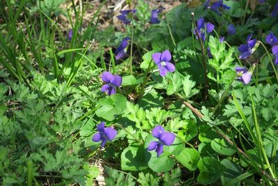 Wild violets are taking over our lawn