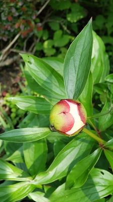 Peonies ready to open their eyes