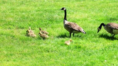 Five protected goslings