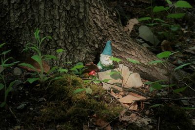 We have gnomes in our woods.