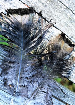 Wild Turkey Hen Feathers