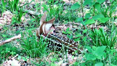 white tail deer fawn born yesterday in our backyard