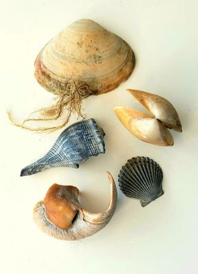 Typical New Jersey beach finds -  different kinds of bivalves