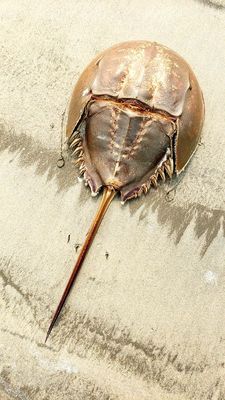 Horseshoe Crab